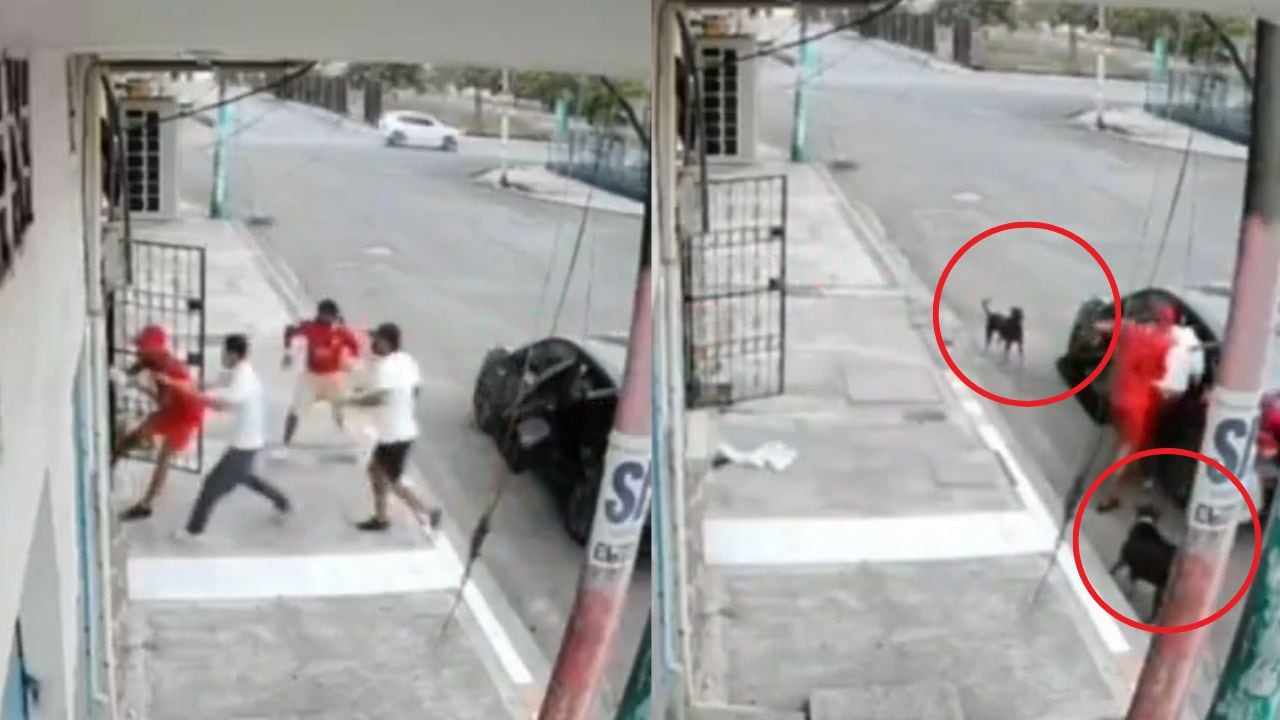 Perritos evitan secuestro