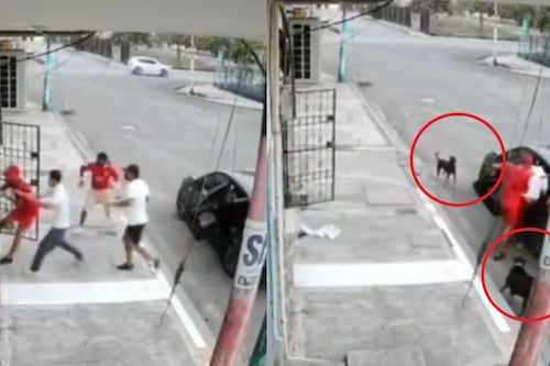 Video: Perritos evitan el secuestro de un abuelito y su acción se vuelve viral