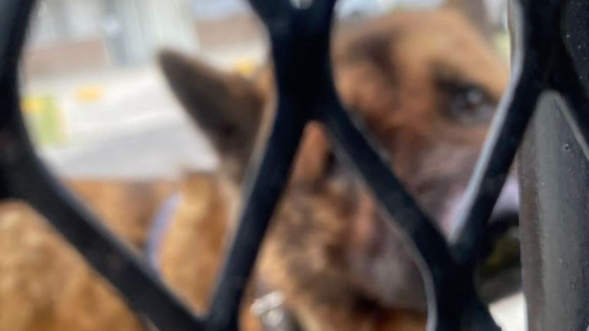 Detienen a agresores de 'Kuko', perro guía asesinado en Nicolás Romero, Edomex.