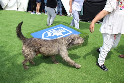 Hospital de Mascotas León 450.