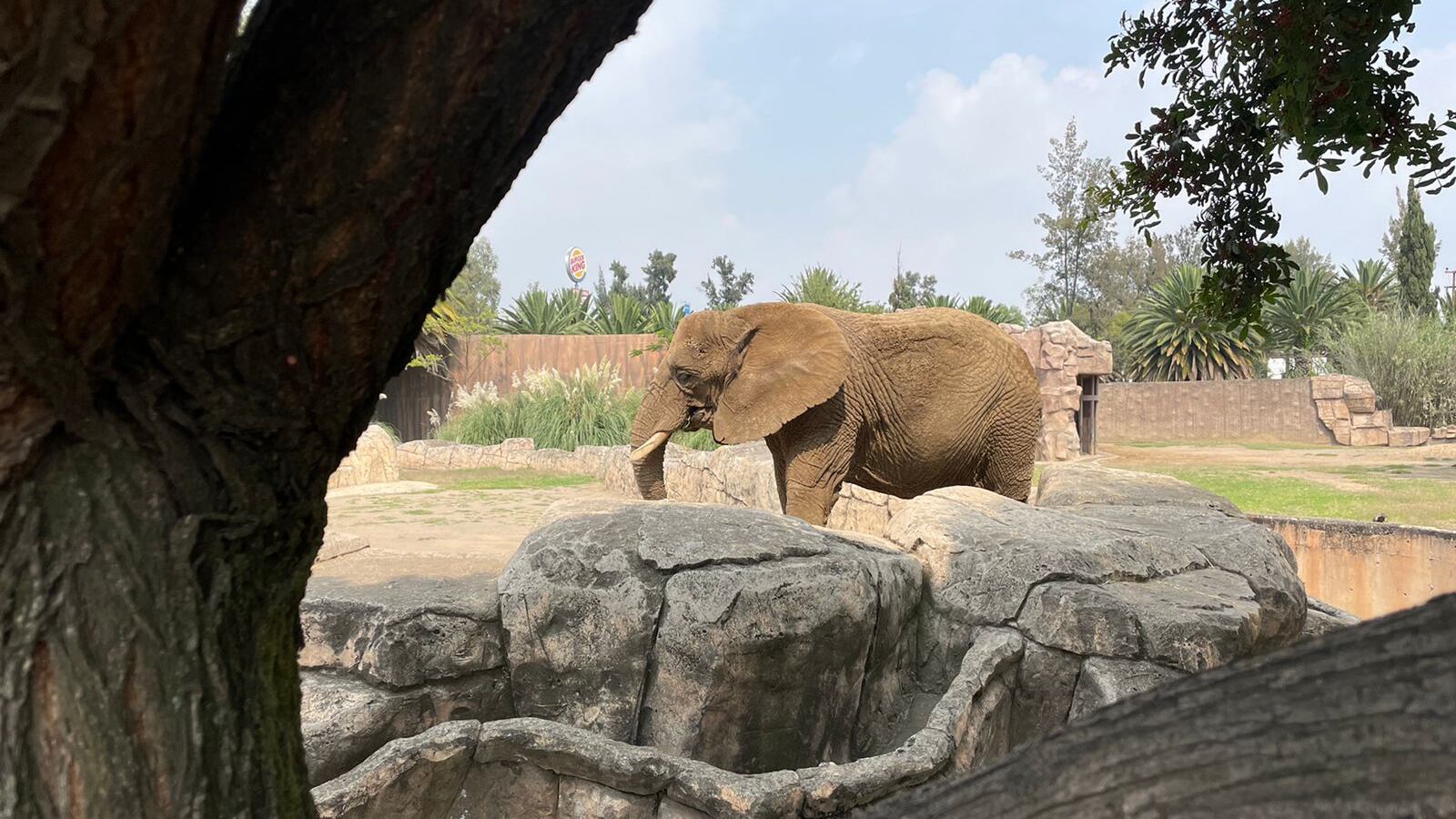 Elefanta Ely: Sedema se opone a traslado a santuario en Brasil