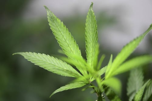 Países Bajos inicia programa piloto para vender cannabis de manera legal