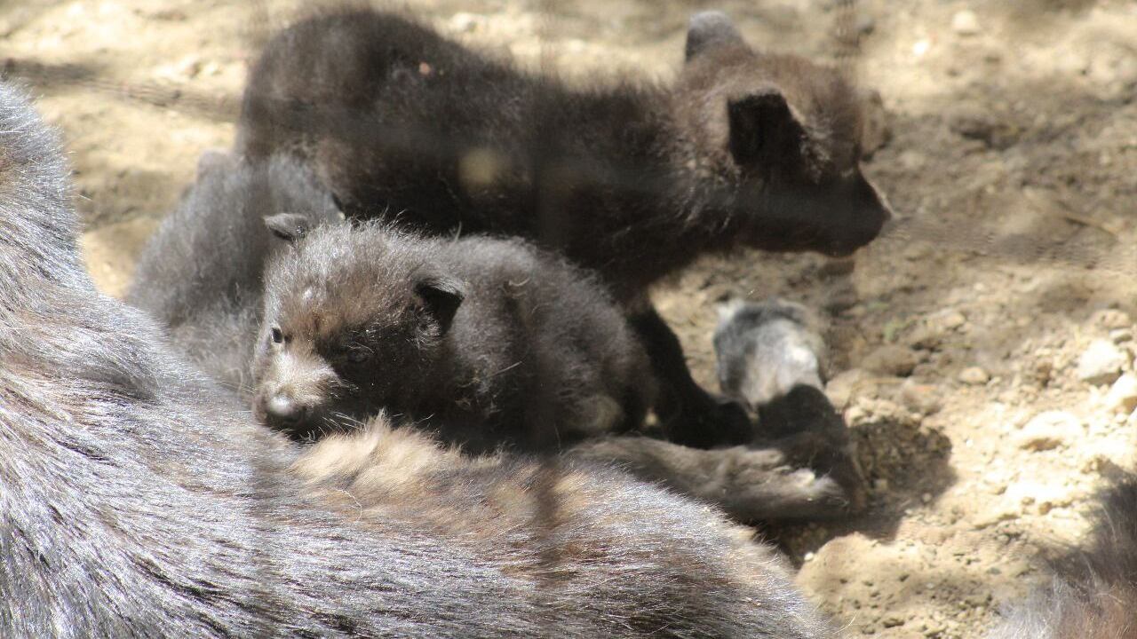 Los tres lobeznos se encuentran totalmente sanos.