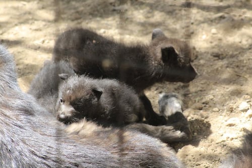 Crece la manada en el Zoológico de León: nacen tres lobeznos