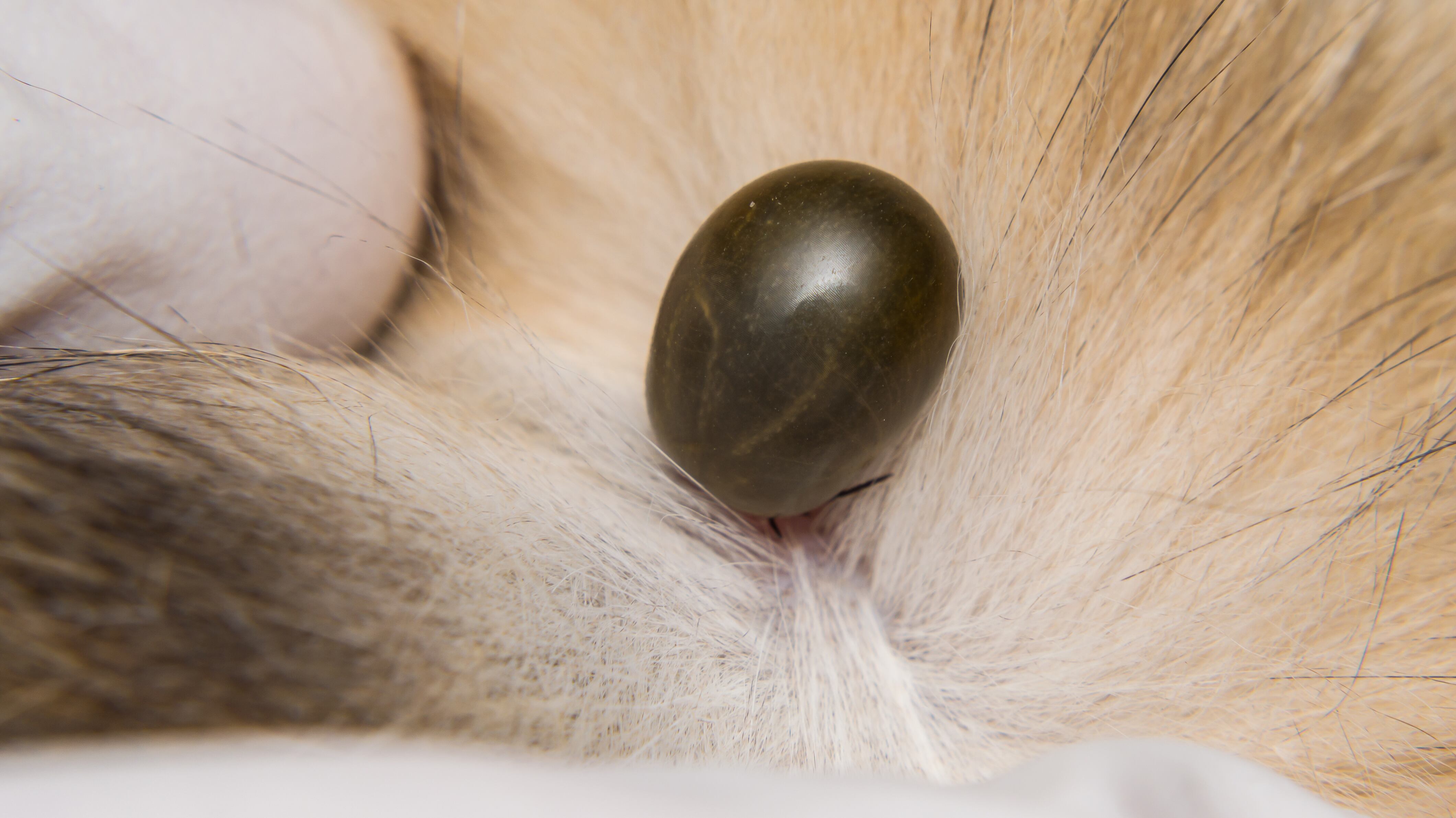 Al morder, la garrapata genera un anestésico por lo que es poco probable darse cuenta.