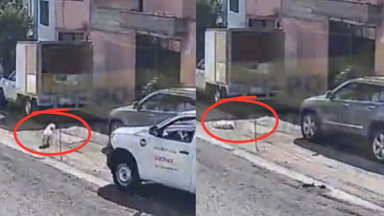 Camión atropella a perro en Toluca