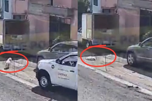 Video: Camión atropella a perrita en Toluca y huye; exigen castigo al responsable
