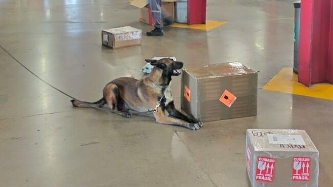 Aseguran 8 kilos de marihuana en aeropuerto de San Luis Potosí