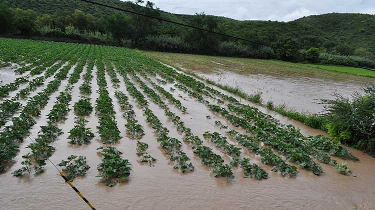 Querétaro perdió más de 7 mil hectáreas de cultivos en 2025