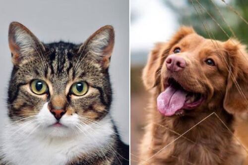 Esterilización animal: Vital para la salud pública y el bienestar de nuestras mascotas