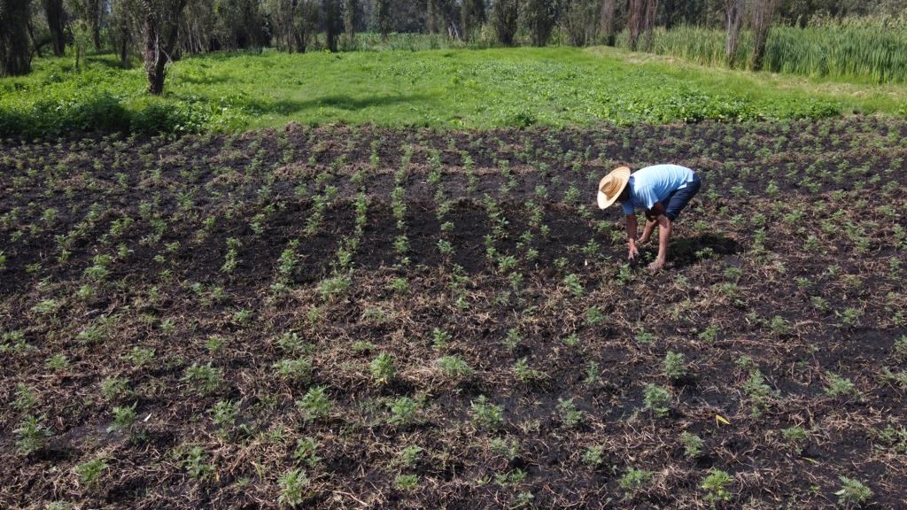 Actividad agricola CDMX