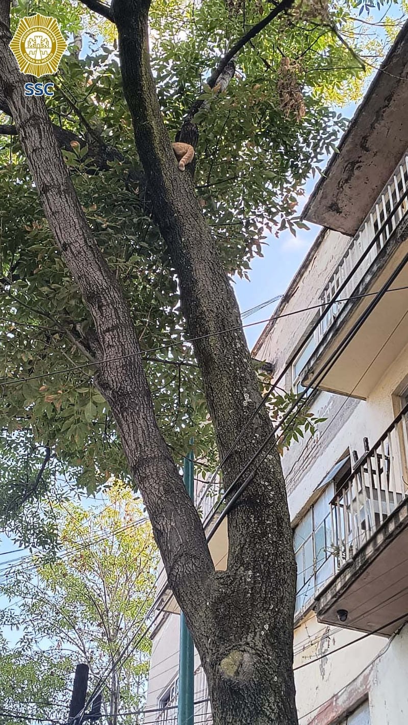 Gato atrapado en árbol de 15 metros es rescatado por policías y bomberos