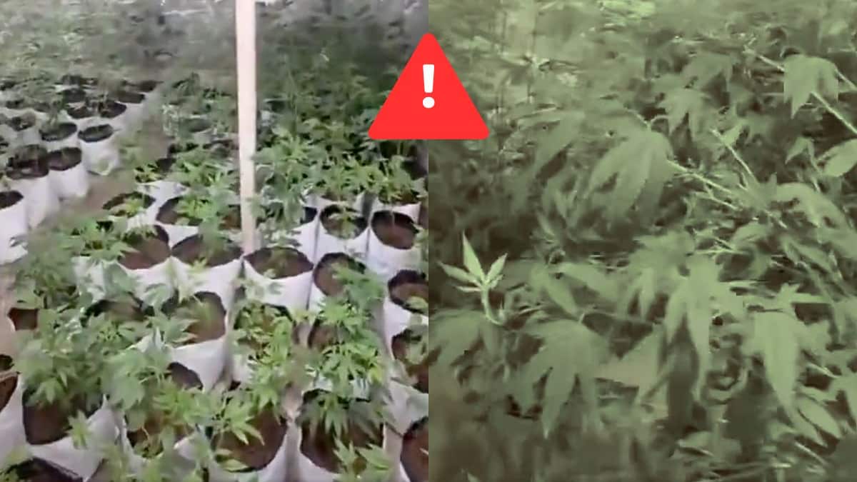 Video: Hallan invernaderos de marihuana en CDMX; cuatro detenidos