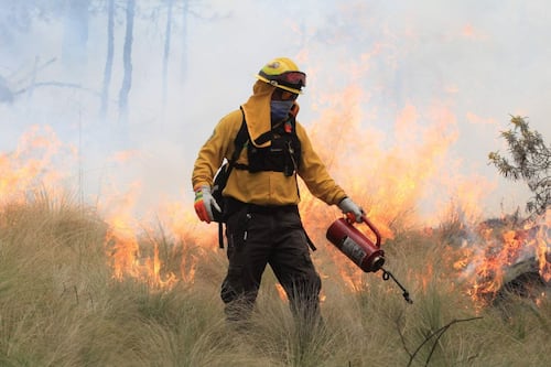 Fortalecen la prevención de incendios forestales con brechas cortafuego en la CDMX