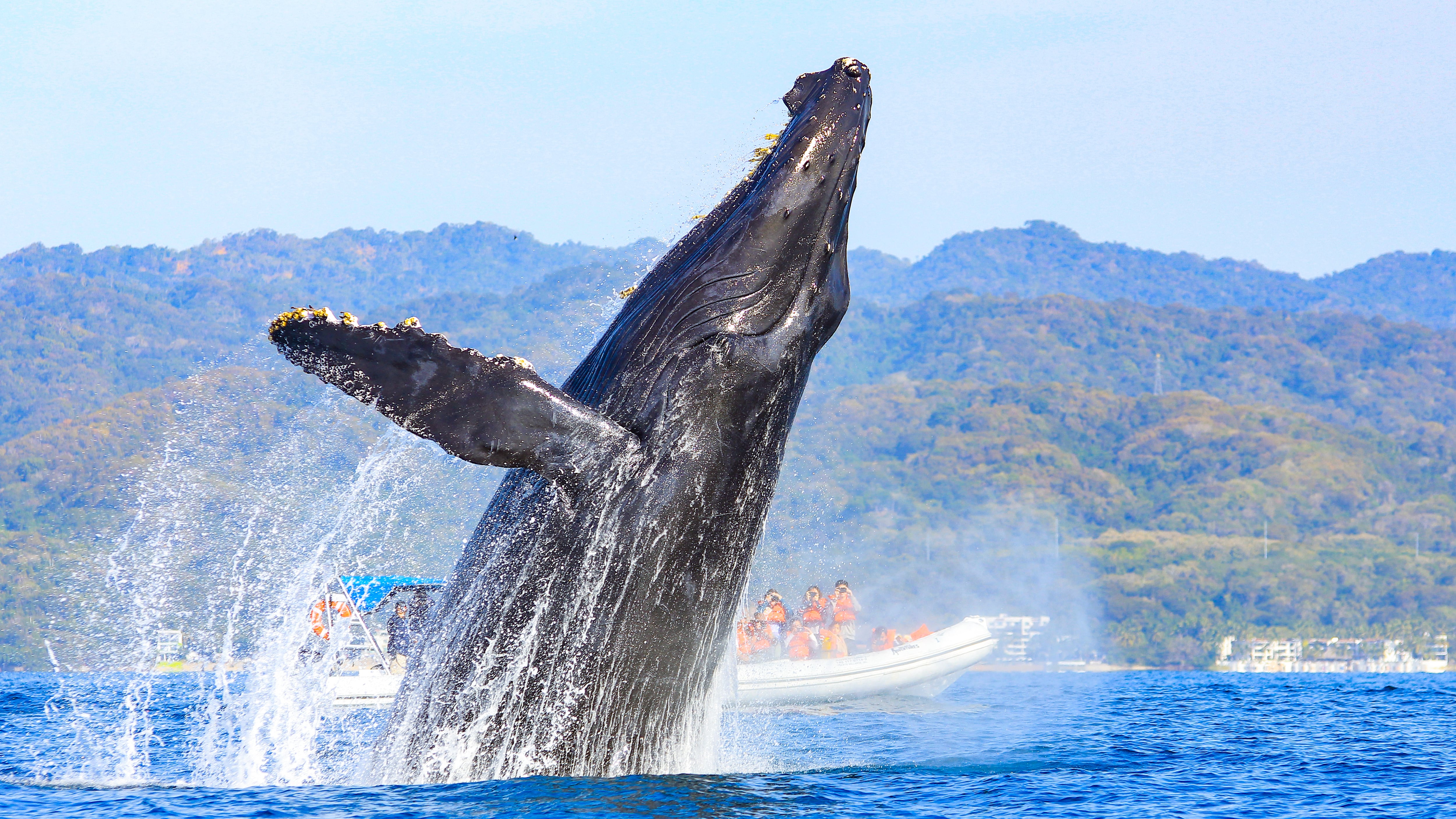 Descubre cuándo y dónde ver ballenas jorobadas en las costas mexicanas. Una guía completa sobre su migración, las mejores temporadas para apreciarlas
