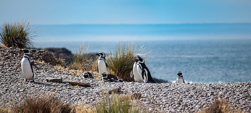 En este paraíso de la Patagonia podrás ver ballenas de cerca, caminar entre pingüinos y relajarte frente al mar en un entorno natural inigualable