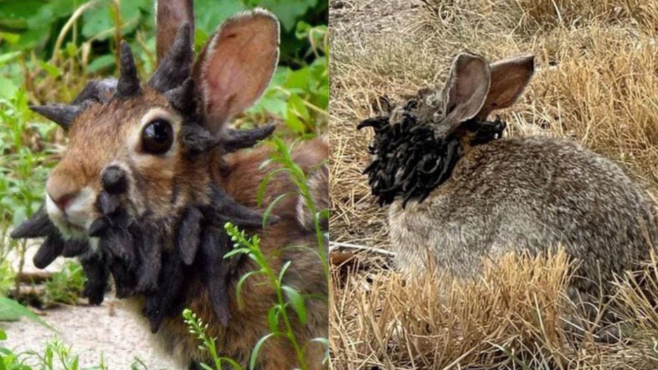 Conejos con "tentáculos" en la cabeza generaron preocupación