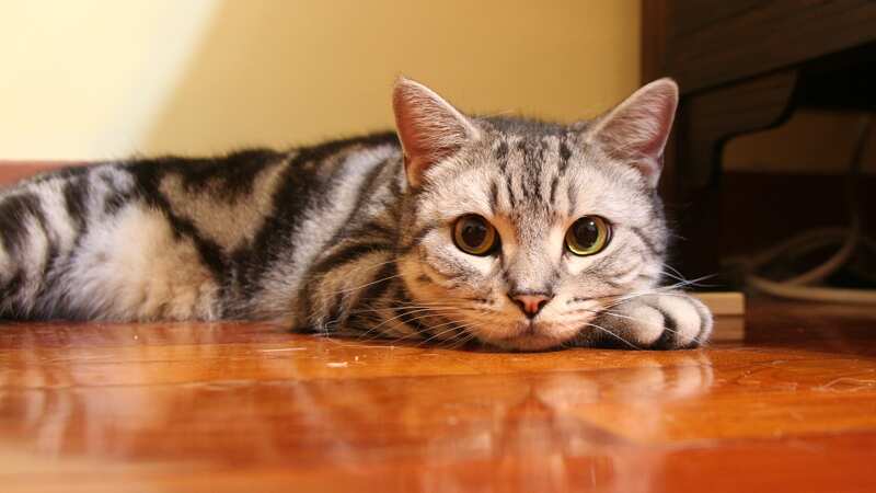 Robo de mascotas será considerado un delito en Inglaterra