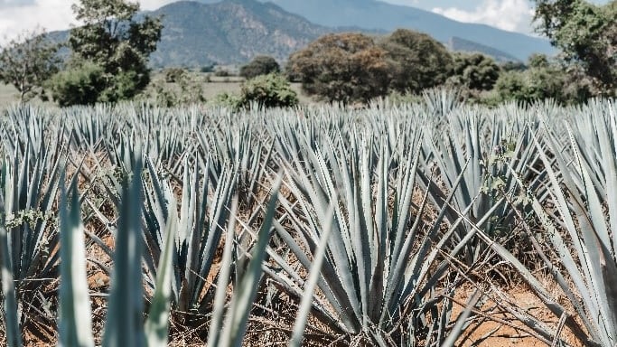 Tequila, Jalisco Booking.com