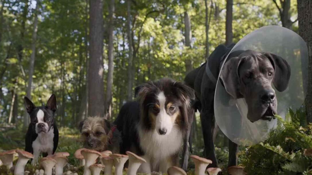 Hijos de Perra / Foto: Twitter @ExaFM