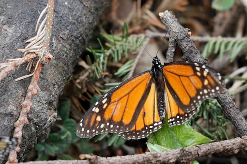 Mariposa monarca ‘pierde el amor’ por México, se va un mes antes