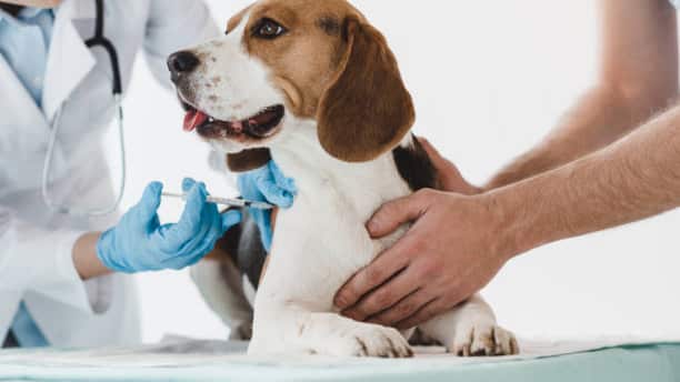 Día-Mundial-de-la-Zoonosis