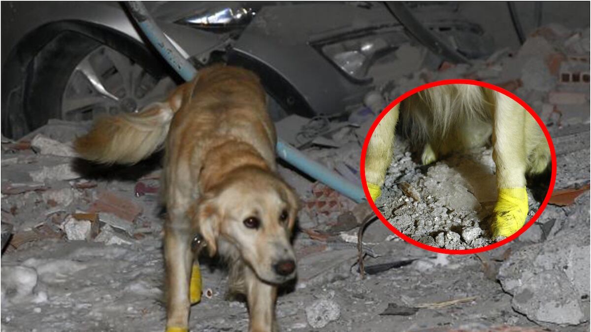 Ayuda en las labores de rescate en el país. (Especial)