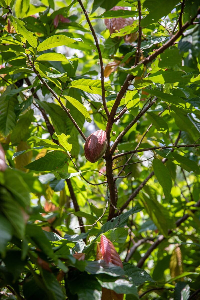 Esta serie se compone de cuatro episodios donde Markus Martínez Burman, fotógrafo documental y explorador de National Geographic, revelará todo lo que hay detrás del cacao