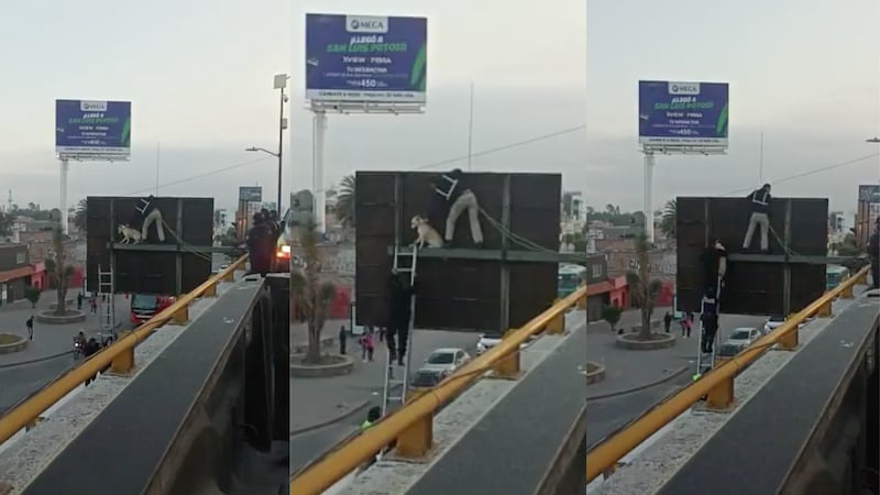 Los policías llevaron a cabo un protocolo para salvar la vida del lomito