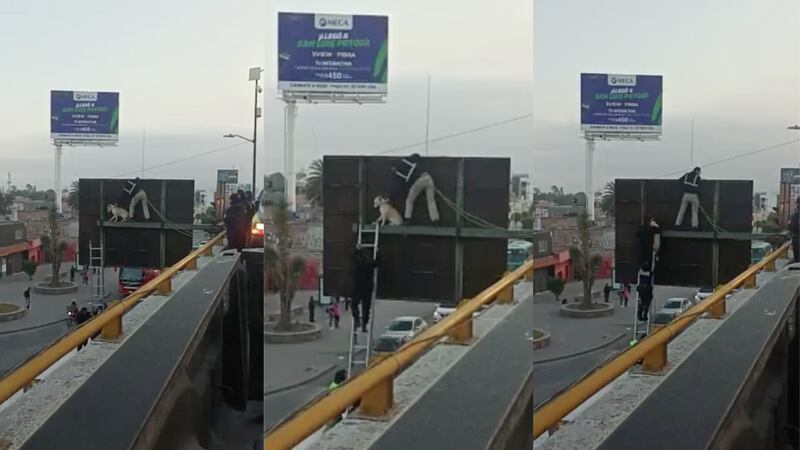 Los policías llevaron a cabo un protocolo para salvar la vida del lomito