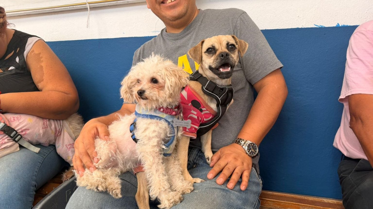 Más de 14 mil esterilizaciones en Querétaro