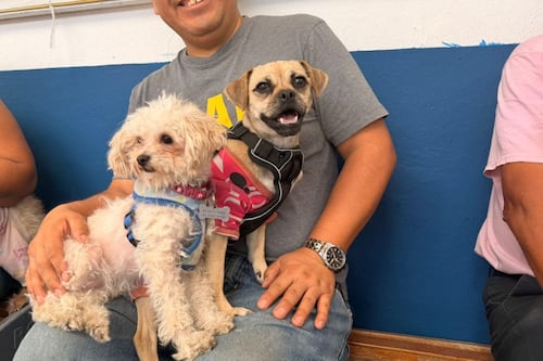 Van más de 14 mil esterilizaciones en el municipio de Querétaro