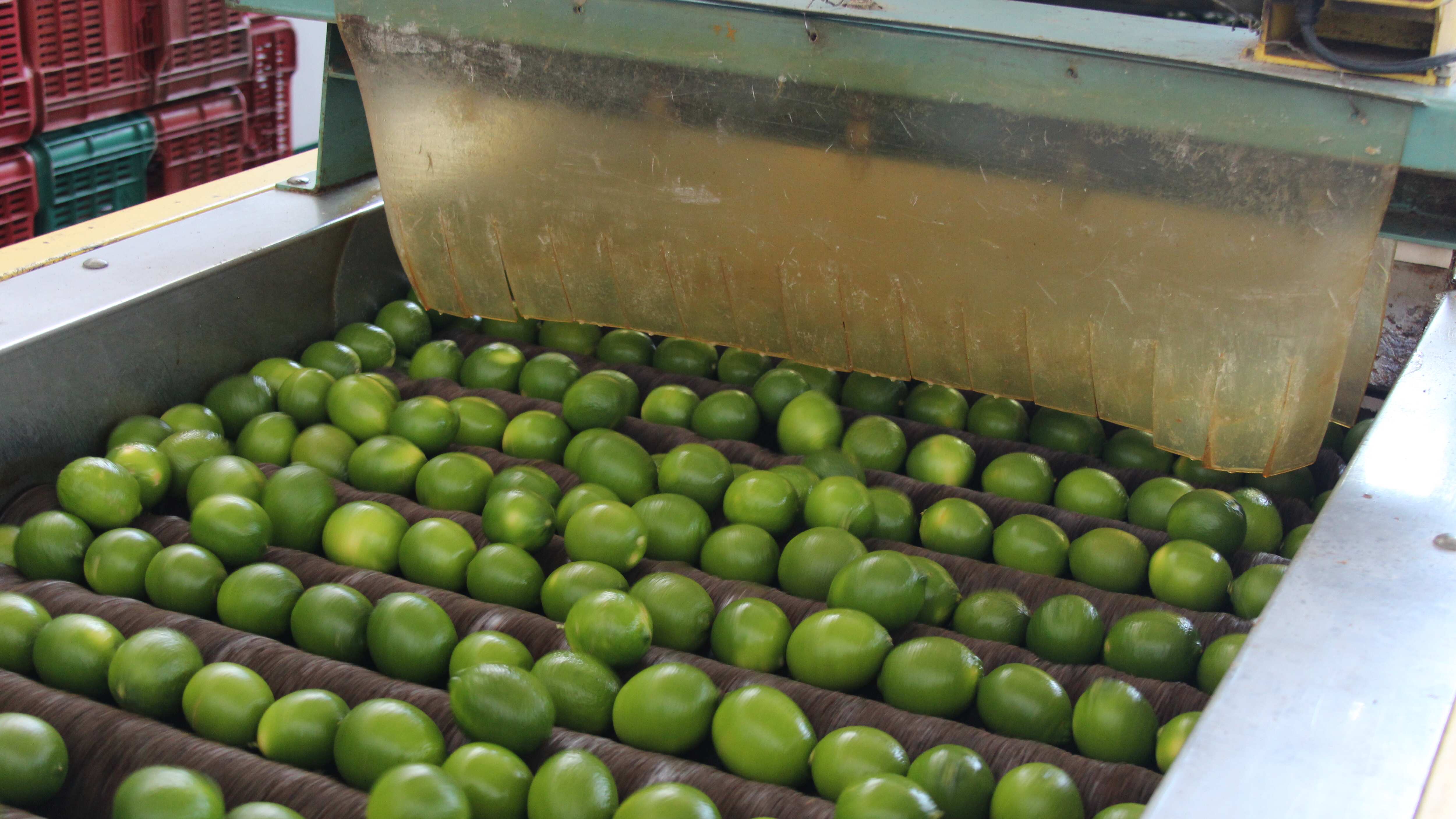 La superficie total de producción de limón supera las 80 mil hectáreas en Jalisco.