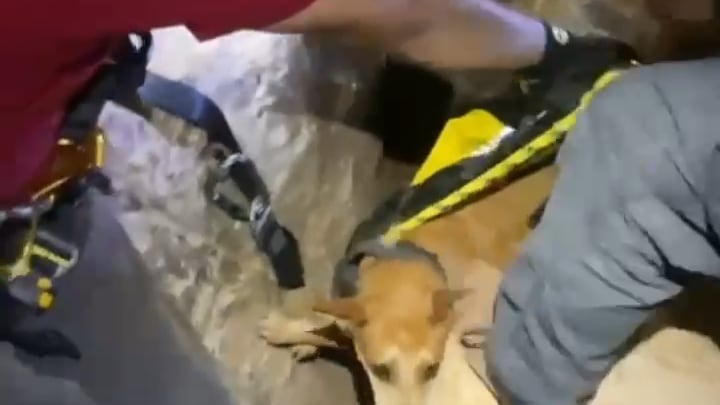 Tras el rescate la mascota fue entregada a su dueño sana y salva.