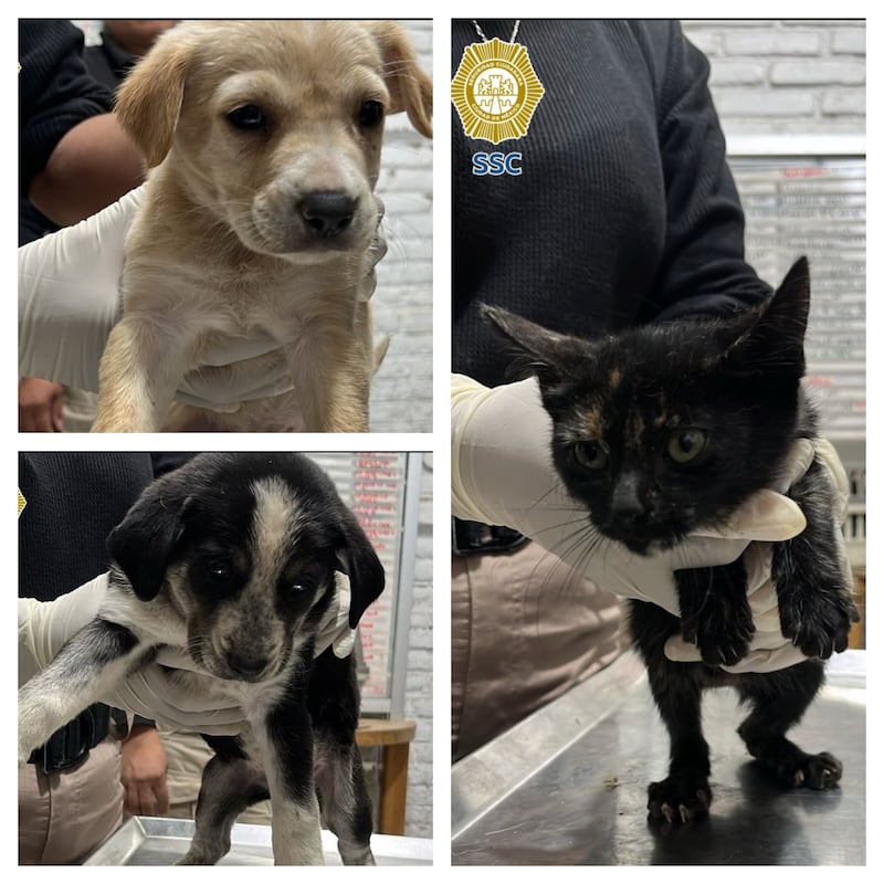 Mascotas rescatadas en CDMX