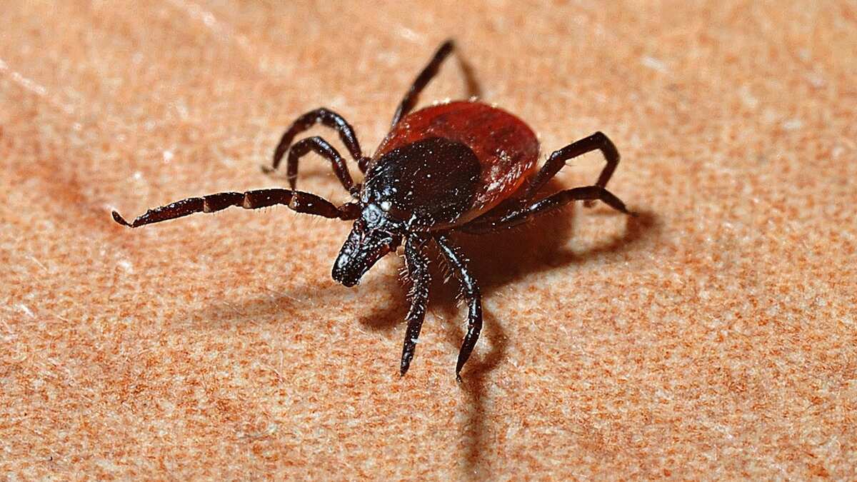 Es producida por las garrapatas y otros insectos. (Especial)