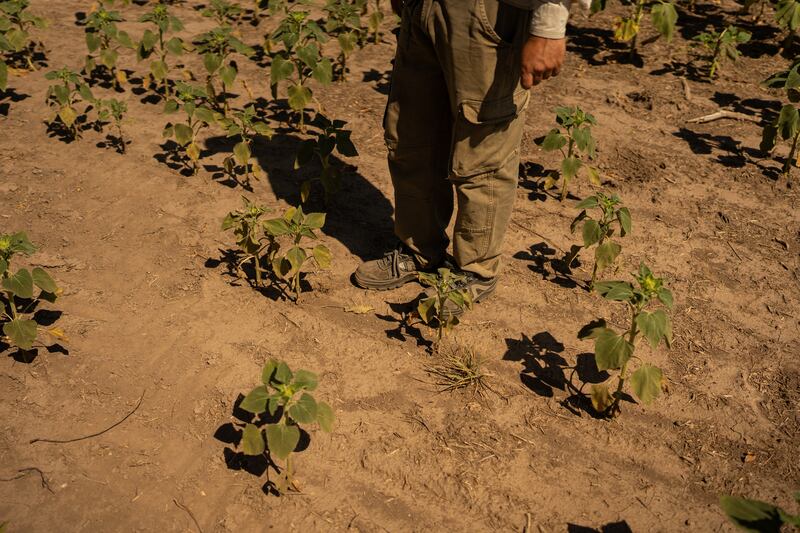 Histórica sequía desploma exportaciones de Argentina y obliga a revisar metas de reservas ROSARIO, ARGENTINA - 13 DE MARZO: La ganadera Joan Hofer camina entre plantas de soja que luchan por sobrevivir en medio de una severa sequía que afecta a la región el 13 de marzo de 2023 en San Jerónimo Sud, Argentina. Argentina y el Fondo Monetario Internacional llegaron a un acuerdo a nivel de personal para revisar los objetivos de reservas para 2023 debido a las catastróficas sequías que afectan al país. Los ingresos por exportaciones agrícolas generan una parte importante de las tan necesarias reservas de dólares como parte de un plan de pago de 44.000 millones de dólares con el FMI. Según los expertos, esta sequía, vinculada a un tercer patrón climático consecutivo de La Niña, es la peor en sesenta años y afecta al 55% del país. Argentina es el primer exportador mundial de aceite y harina de soja, el tercero de maíz y un importante proveedor de carne de vacuno y trigo. (Foto de Sebastián López Brach/Getty Images)