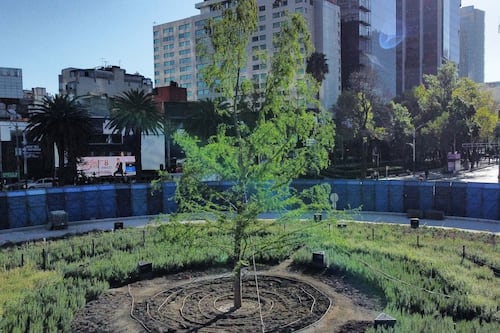 Ahuehuete de Reforma al fin pegó, se adapta y forma ramas nuevas