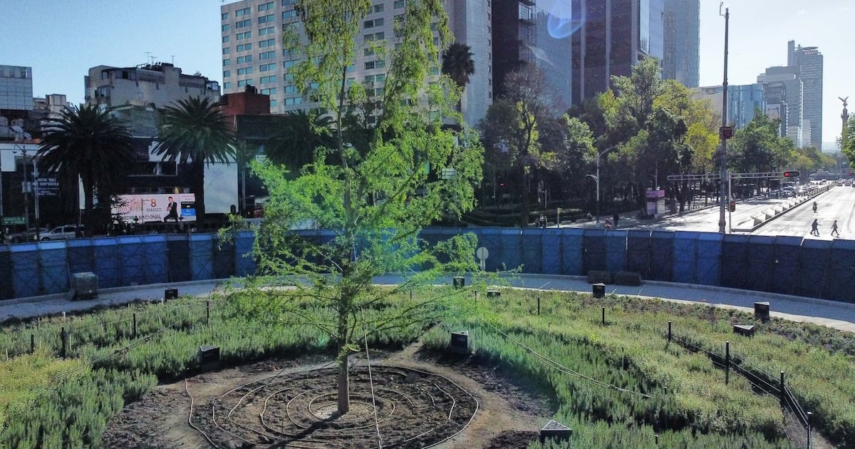 Ahuehuete de Reforma se adapta a CDMX y forma ramas nuevas de hasta 40 ...