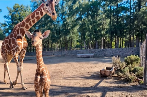 Nace jirafa en ZooLeón y refuerza conservación con reproducción controlada