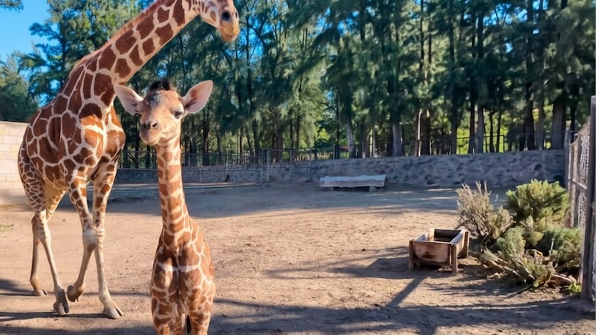 Cría de jirafa reticulada nace en ZooLeón bajo programa de conservación animal.