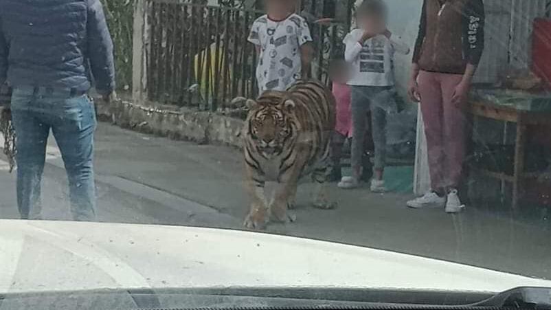 Sorprende avistamiento de tigre en San Francisco del Rincón en Guanajuato.