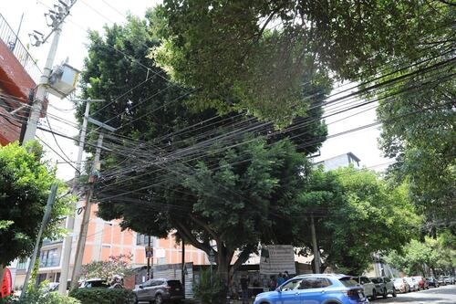 Vecinos de BJ reúnen firmas para evitar tala de ‘Laureano’, árbol de 115 años de la Del Valle