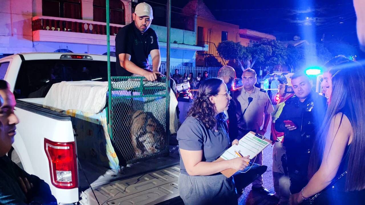Aseguran elementos de Protección Civil y Bomberos de Zapopan, a un tigre de bengala que fue sacado a pasear por su dueño con una correa.