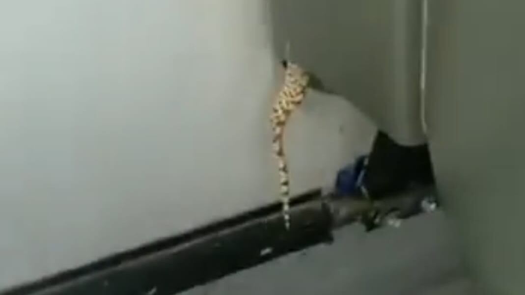 El reptil mostraba la cola a través de un agujero en uno de los asientos.