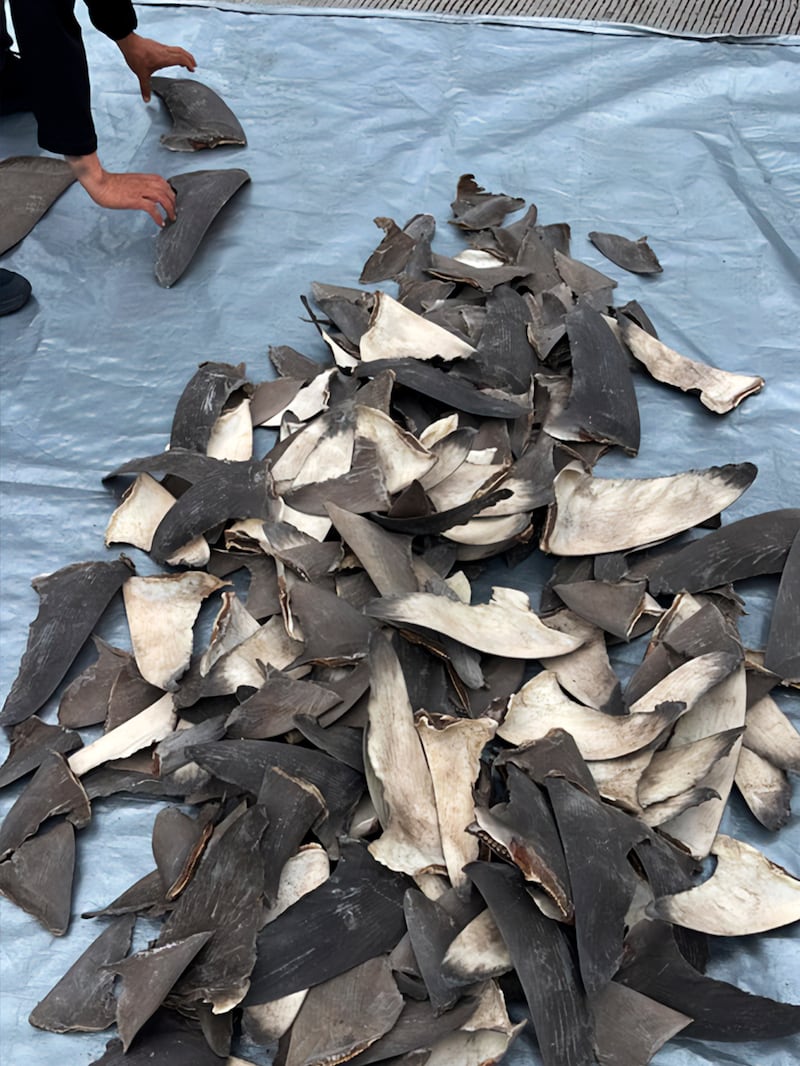 Aseguran aletas de tiburón en Ensenada que serían enviadas a Shanghai, China