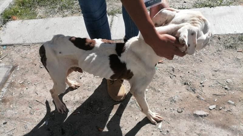 Por maltratar a perros multan a ciudadano con más de 22 mil pesos.