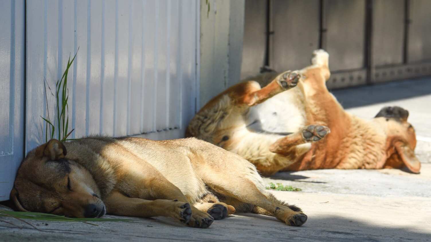 México lidera, a nivel Latinoamérica, los casos de abandono, tipificado como el más maltrato animal más común.