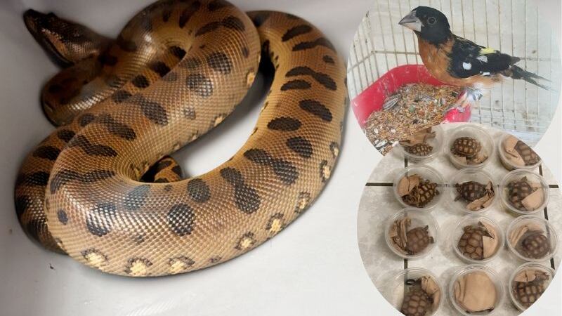 Profepa rescata casi 400 ejemplares de vida silvestre en Ciudad Juárez