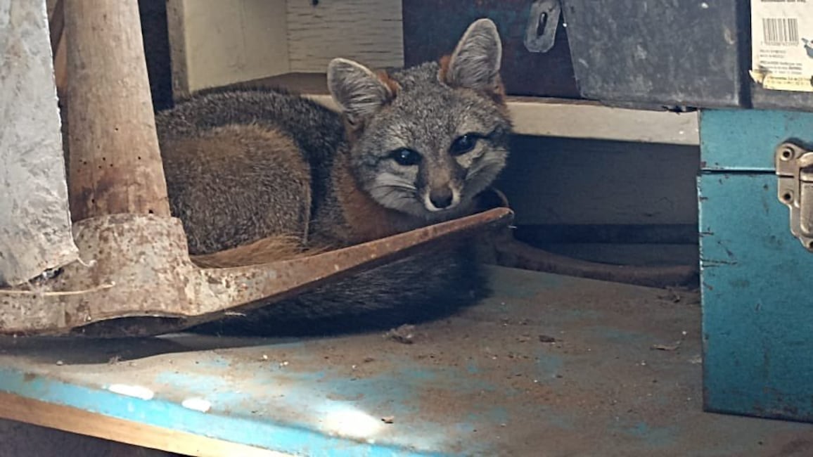 La especie animal se encontraba en una casa en la alcaldía Coyoacán. (Especial)